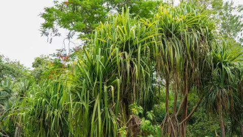Visita el Jardín Botánico de Culiacán y conoce los árboles que caminan