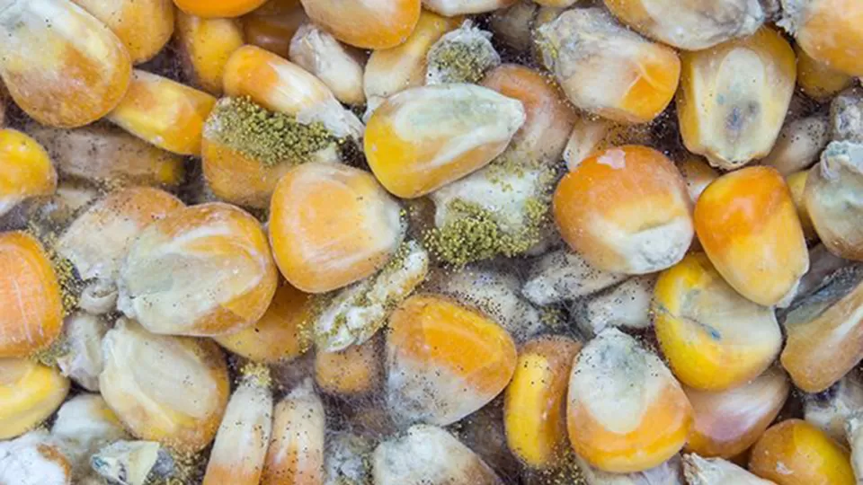 Hongos contienen sustancias perjudiciales para el hígado y son causa de cáncer: académica de la UNAM