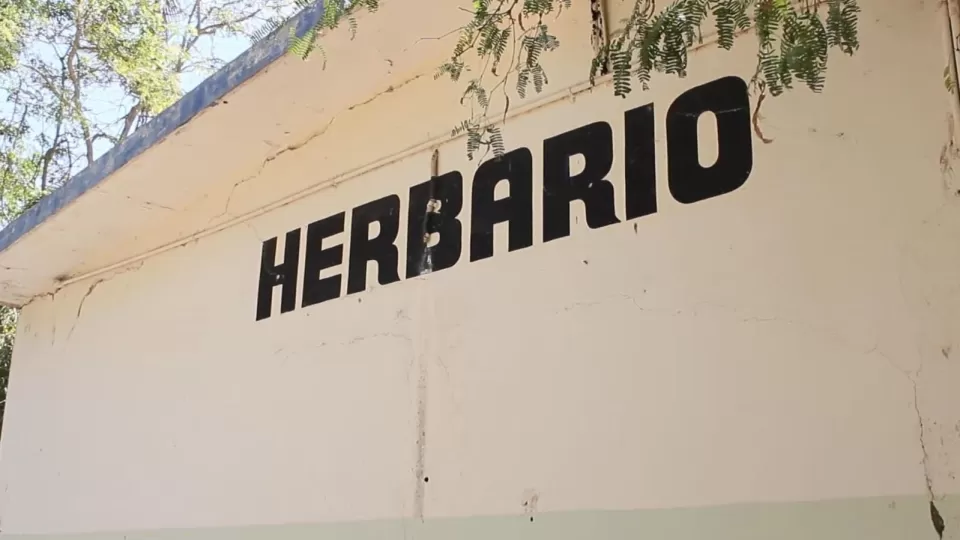 Facultad de Agronomía cuenta con más de 20 mil ejemplares de diversas especies de flora nativa de Sinaloa