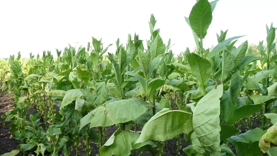 El Oscuro Origen de los Estados Unidos