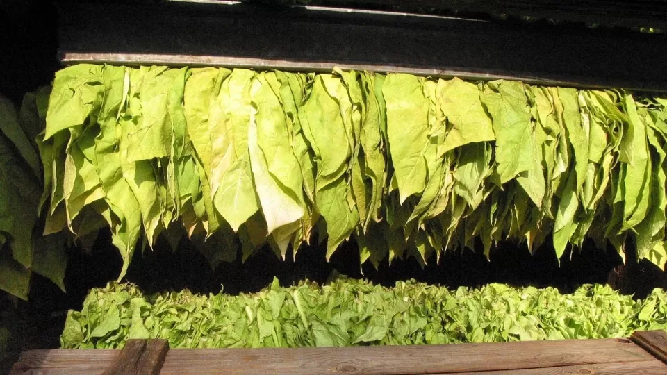 El Oscuro Origen de los Estados Unidos