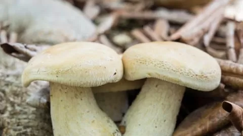 Disfruta el ‘Hongosto’, para divertirse, explorar y aprender en el Jardín Botánico de Culiacán