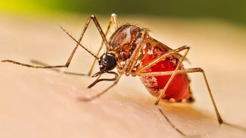 Sinaloa, uno de los estados más afectados por casos de dengue en el país