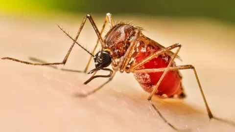 Sinaloa, uno de los estados más afectados por casos de dengue en el país