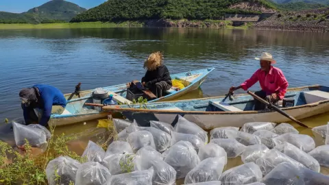 Siembran 1 millón 800 alevines de tilapia en la Presa Guillermo Blake