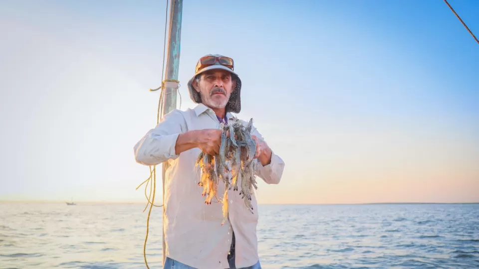 Arranca oficialmente la temporada de captura de camarón en Sinaloa 2025-2026