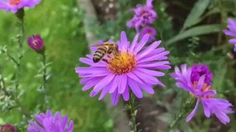 Tiene la Facultad de Biología de la UAS un Jardín de Polinizadores