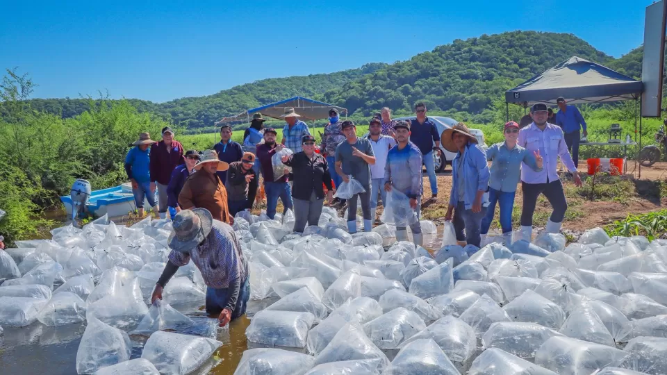 El Varejonal recibió 2 millones de alevines de tilapia