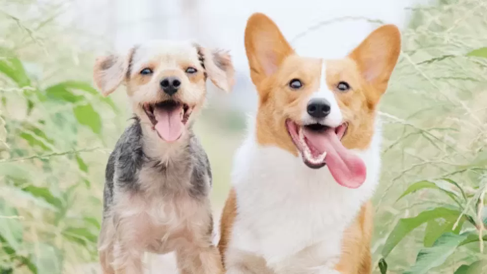 La ciencia lo confirma: el contacto con perros podría combatir el estrés y el envejecimiento