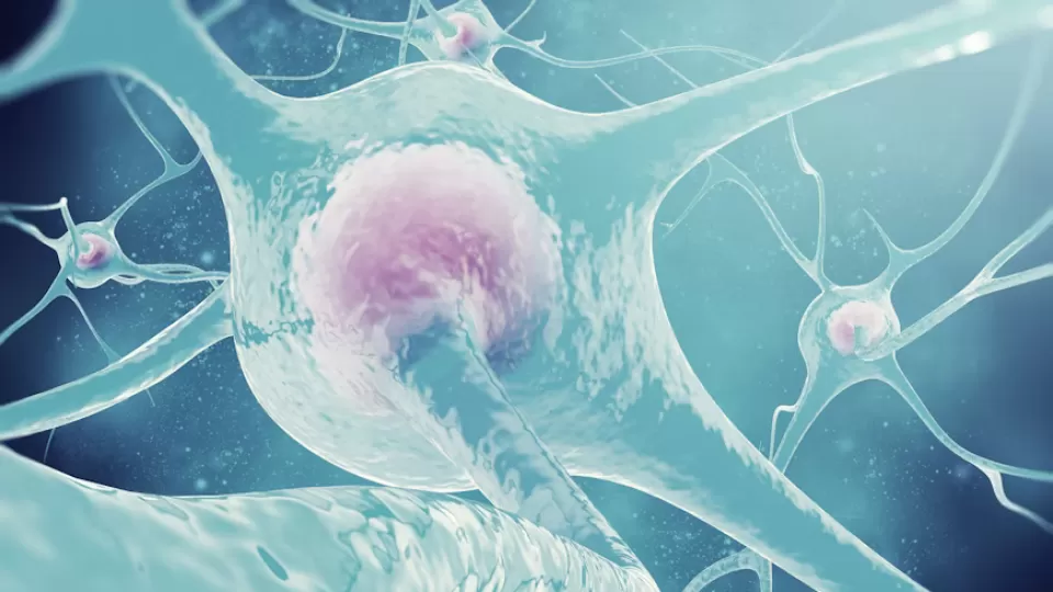 Descubierta proteína clave que resguarda la función nerviosa y abre nuevas vías en neurología