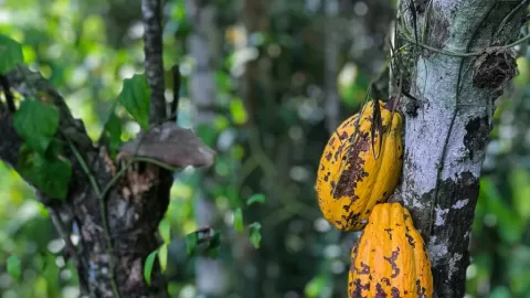 Hongo amazónico: la clave peruana para erradicar la plaga del chinche del cacao