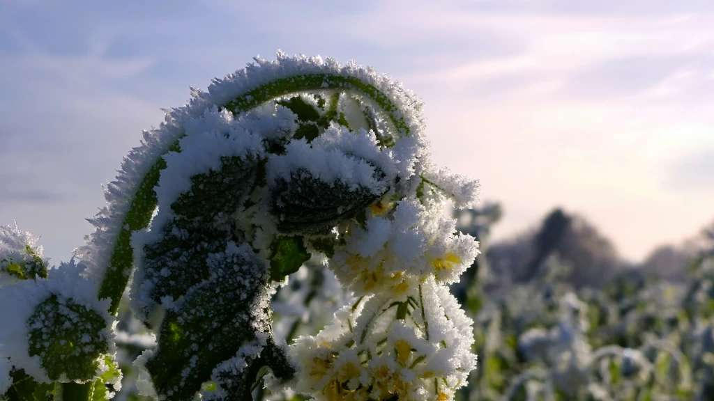 Cultivos extremófilos: la solución verde que desafía el cambio climático y fortalece la seguridad alimentaria