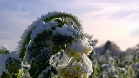 Cultivos extremófilos: la solución verde que desafía el cambio climático y fortalece la seguridad alimentaria