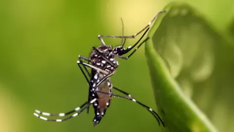 Aunque México va a la baja en los casos de dengue, Sinaloa se encuentra en el tercer lugar a nivel nacional durante 2025: Investigador UAS