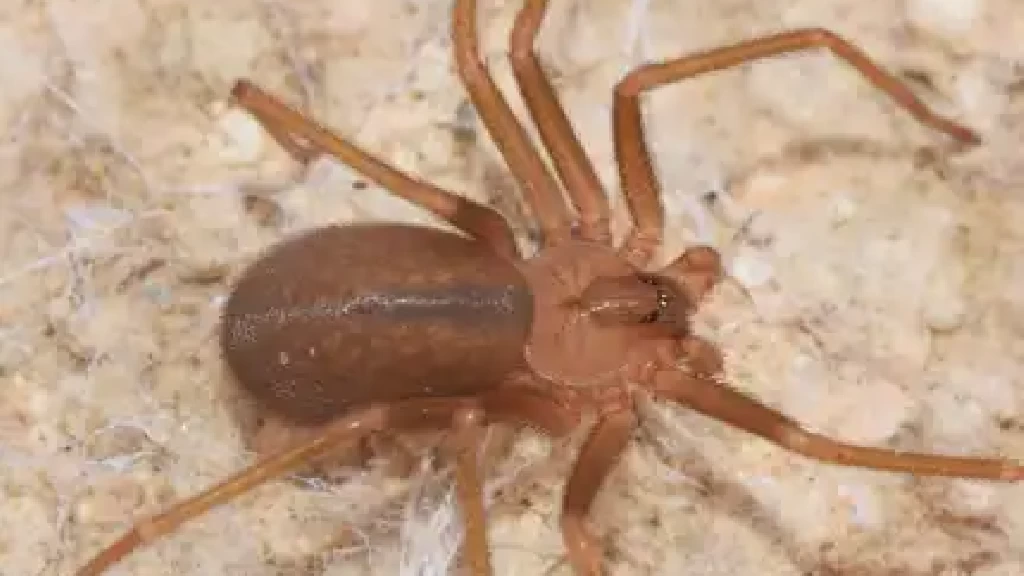 Tragedia en Nuevo León: Mujer Fallece por Picadura de Araña Violinista; IMSS Detalla Atención Crítica