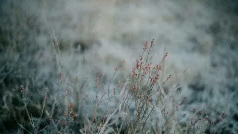 México Bajo Alerta Invernal: Frente Frío 16 Desata Primera Tormenta con Nieve, Lluvias Intensas y Temperaturas Gélidas este 21 de Noviembre