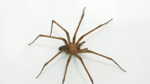 ¡ALERTA! Temporada de Araña Violinista en México 2025: Guía Completa para Proteger tu Hogar y Familia