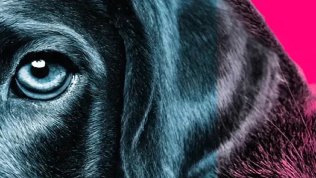 Campaña permanente de esterilización gratuita para perros y gatos en El Vallado