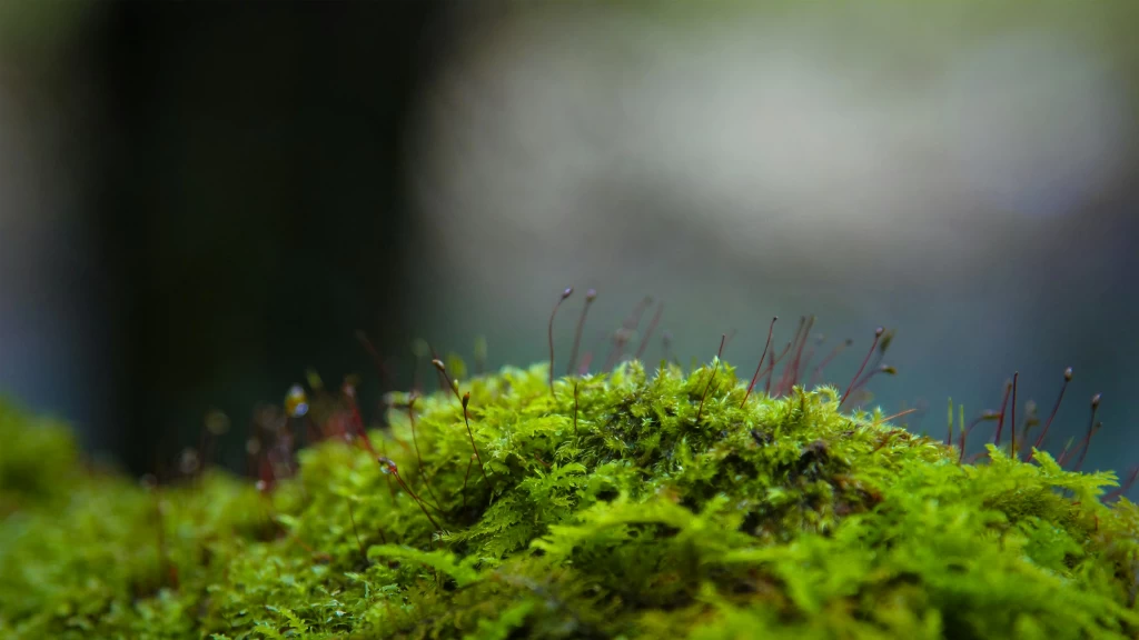 Musgo Primitivo Desafía el Vacío Espacial: Sobrevive Nueve Meses y Germina en la Tierra, Abriendo Puertas a la Colonización Extraterrestre