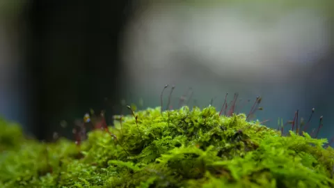 Musgo Primitivo Desafía el Vacío Espacial: Sobrevive Nueve Meses y Germina en la Tierra, Abriendo Puertas a la Colonización Extraterrestre