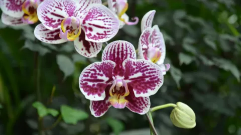 Descubierta Nueva Especie de Orquídea en los Bosques entre Perú y Ecuador