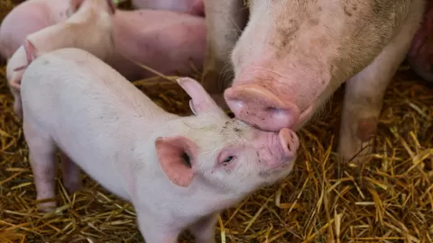 Alerta Sanitaria: México Suspende Importación de Cerdos Españoles por Brote de Peste Porcina Africana en Barcelona