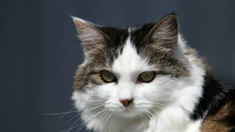 Estudio Genético Demuestra que los Gatos Domésticos ¡Provienen del Norte de África!