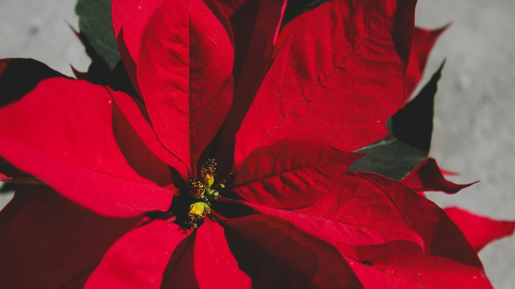 México Despierta a la Tradición: Comienza la Venta Masiva de Flor de Nochebuena 2025