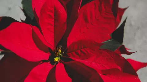 México Despierta a la Tradición: Comienza la Venta Masiva de Flor de Nochebuena 2025