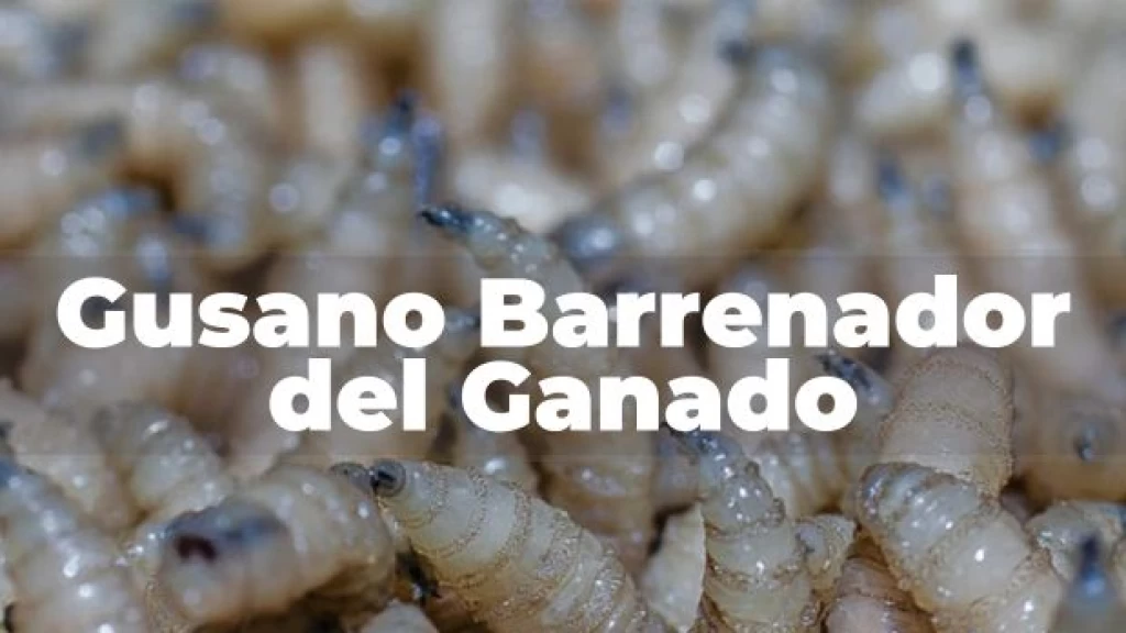 Alerta Sanitaria en Chiapas: Plaga de Gusano Barrenador Amenaza a Perros, Caballos y Humanos