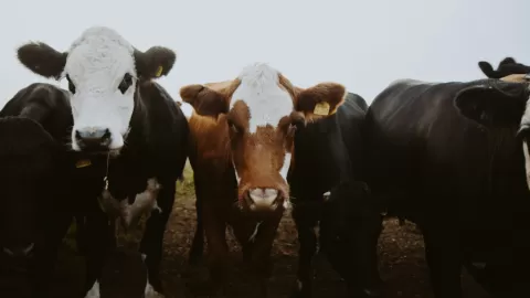 Alerta Sanitaria en Chiapas: Plaga de Gusano Barrenador Amenaza a Perros, Caballos y Humanos