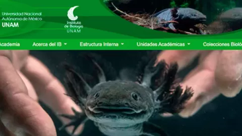 ¡Súmate al rescate de ajolotes y de Xochimilco! Está en marcha la campaña Adoptaxolotl 2025-2026