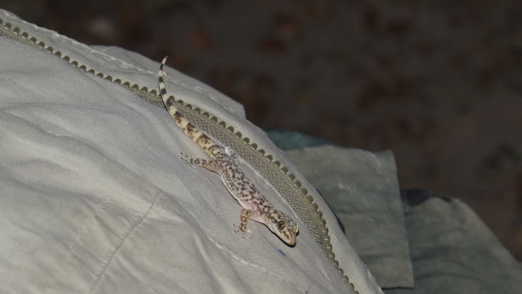 ¡Descubrimiento Histórico! Nueva Especie de Lagartija Nocturna 'Phyllodactylus ngiwa' Revelada en el Valle de Tehuacán-Cuicatlán, México