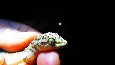 ¡Descubrimiento Histórico! Nueva Especie de Lagartija Nocturna 'Phyllodactylus ngiwa' Revelada en el Valle de Tehuacán-Cuicatlán, México
