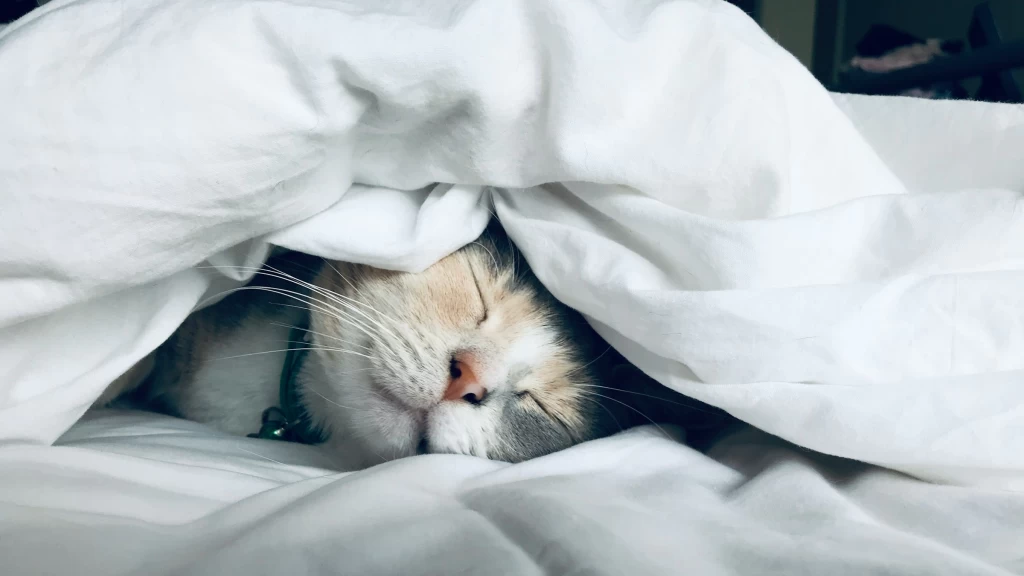 Impacto del Descanso Insuficiente: ¿Cómo la Falta de Sueño Afecta tu Salud Física, Emocional y Social?