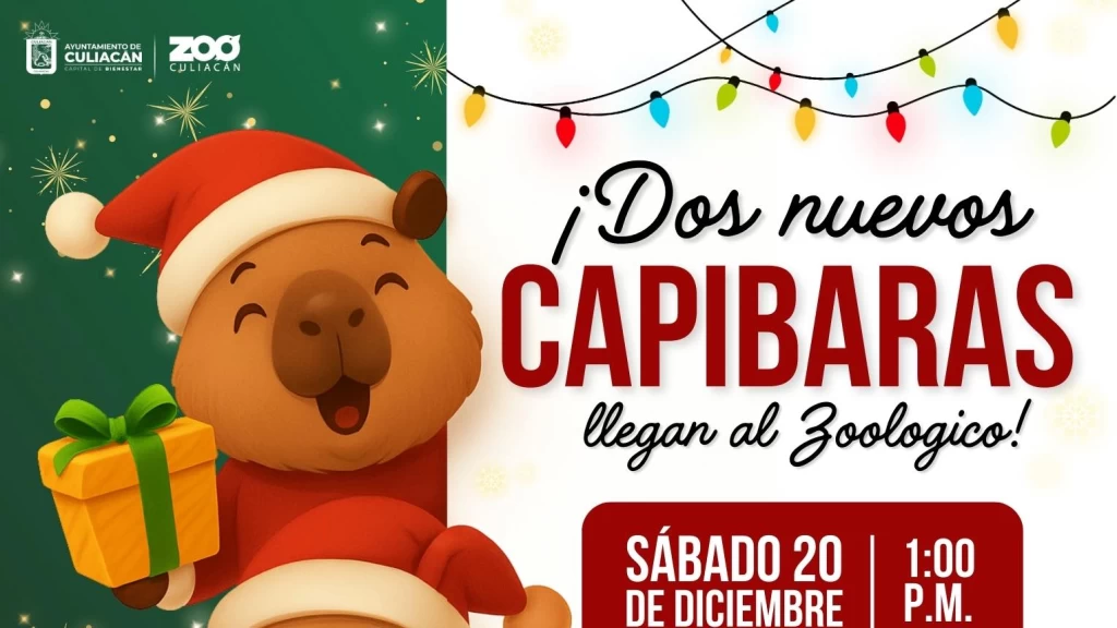 Culiacán invierte 320 mil pesos en dos capibaras para el Zoológico; gran bienvenida este sábado con entrada gratuita