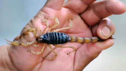 Premio a la Innovación Mexicana 2025: UNAM revoluciona antivenenos con anticuerpos recombinantes contra alacrán