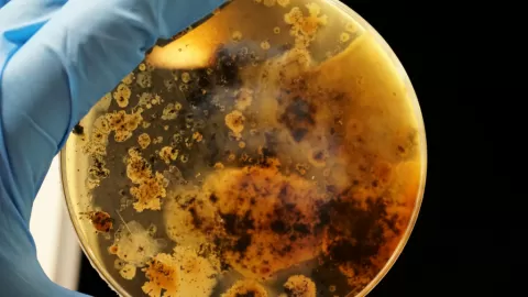 Revolucionario Descubrimiento en Oaxaca: UNAM Halla 'Ejército' de Bacterias que Promete Transformar la Agricultura Mexicana