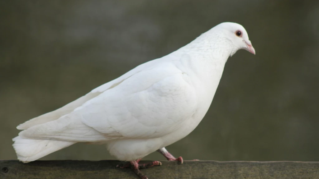 Día de los Inocentes 2025: De Tragedia Bíblica a Bromas Virales y el Reto de las Fake News este 28 de Diciembre