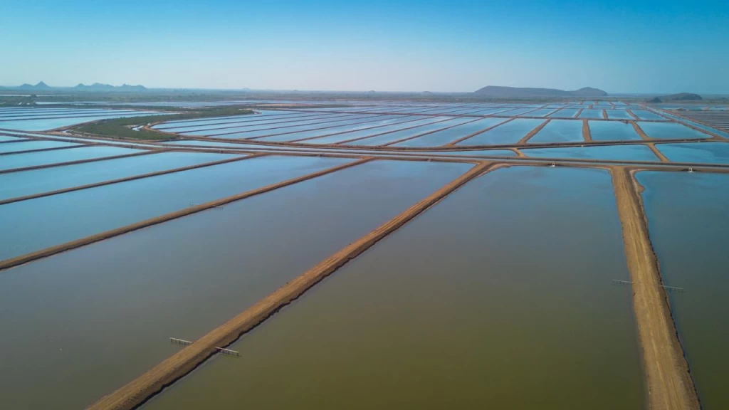 Producción de camarón en Sinaloa mantiene precios estables y repunte en acuacultura