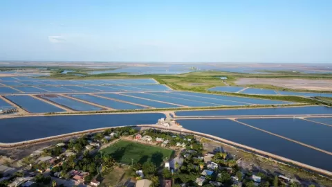 Fortalece Sinaloa la acuacultura con el establecimiento de periodos de siembra y cosecha de camarón para el ciclo 2026