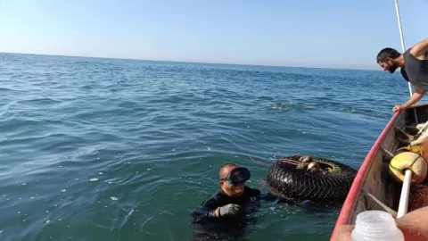 Previo a la “Feria del Ostión Celestino 2026”, COEPRISS refuerza controles en los moluscos y manipulación de alimentos