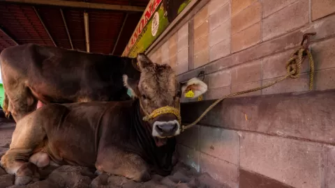 Sinaloa se Encamina a la Recuperación Zoosanitaria en Mayo de 2026: Gran Impacto Económico y Apertura a Mercados Internacionales para la Ganadería Regional