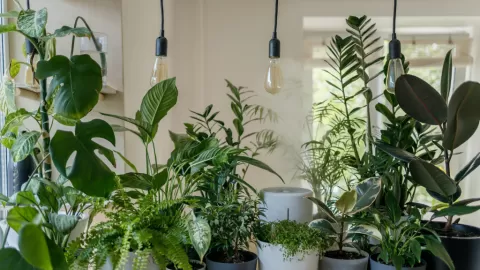 Plantas en el Hogar: Aliadas Verdes contra el Estrés y la Contaminación, Según Estudios de la NASA