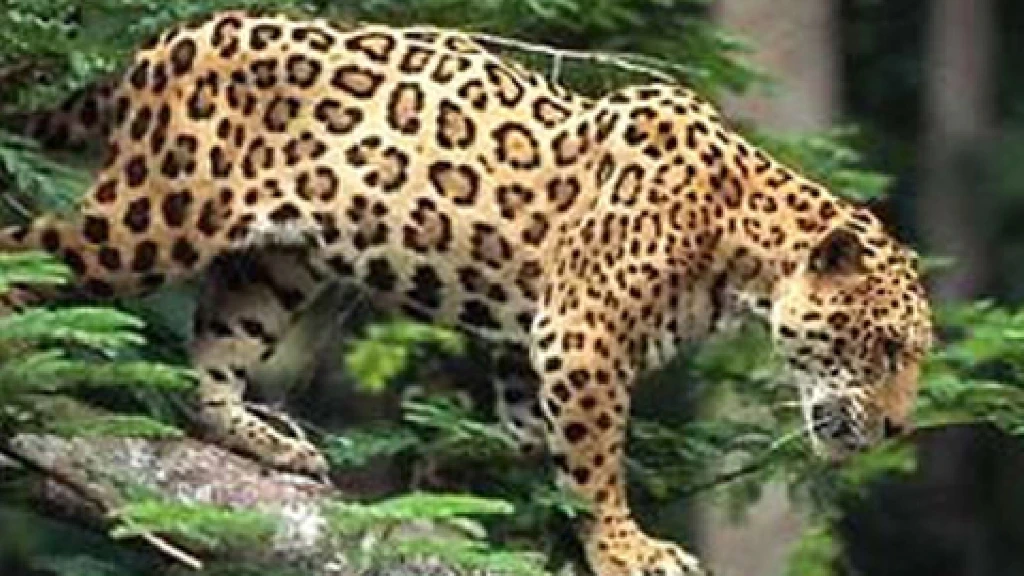 México Lidera la Protección del Jaguar con Estrategias Renovadas y Colaboración Latinoamericana