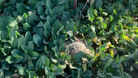 Investigadores de la UAS comprueban eficacia y seguridad de la medicina tradicional; validan propiedades analgésicas de la "hierba del manso"