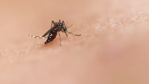¿Cerveza y Mosquitos? La Ciencia Revela Por Qué Eres Su Blanco Favorito
