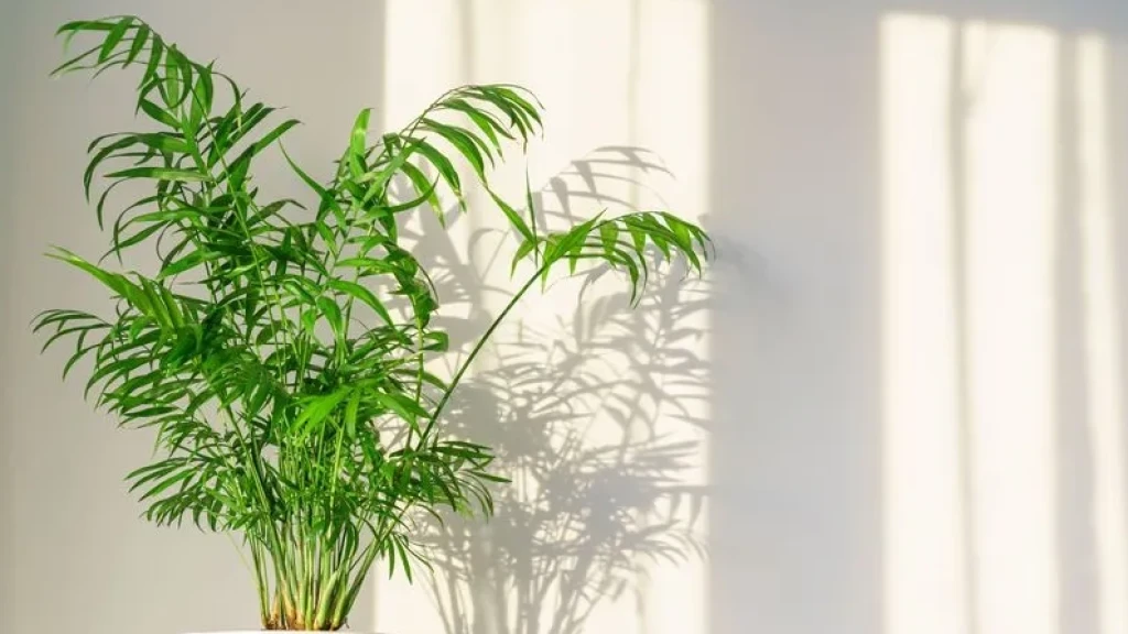 Palma de Bambú en Primavera: Frescura, Bienestar y Aire Puro para tu Hogar y Mascotas