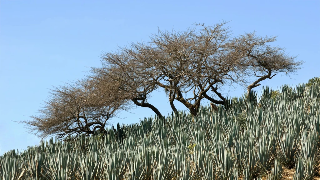 El auge global del Mezcal impulsa una crisis ambiental en Oaxaca: Producción se dispara, deforestación acelera y ecosistemas sufren