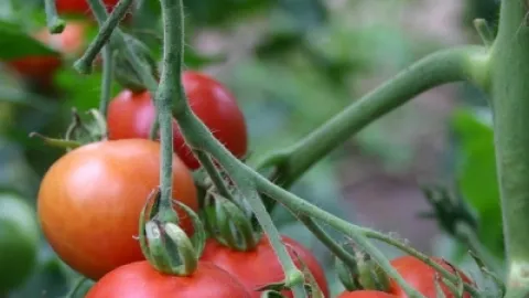 Arancel al Tomate: ¡Prioridad Absoluta para Sinaloa en el T-MEC, Confirma Rocha Moya!